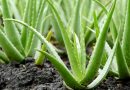 Aloe Vera- Wide Ranging Health Benefits